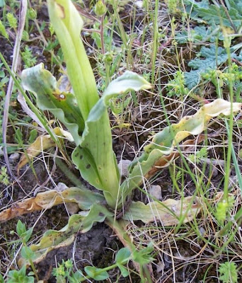 Naked Man Orchid