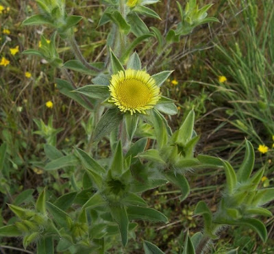 Pallenis spinosa,
Asterisco spinoso,
spiny pallenis