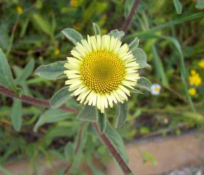 Pallenis spinosa,
Asterisco spinoso,
spiny pallenis