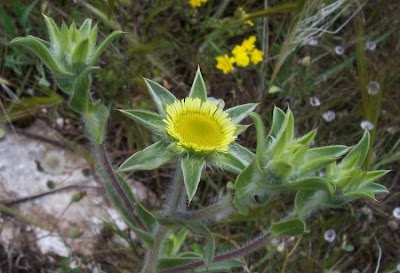 Pallenis spinosa,
Asterisco spinoso,
spiny pallenis