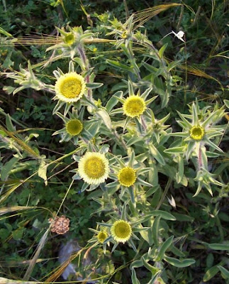 Pallenis spinosa,
Asterisco spinoso,
spiny pallenis
