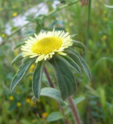 Pallenis spinosa,
Asterisco spinoso,
spiny pallenis