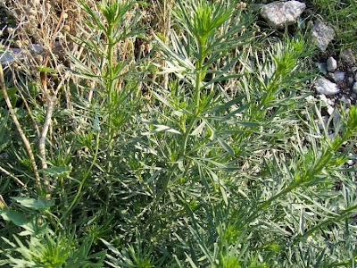 Ozallaik