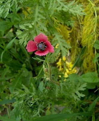 Papaver hybridum L.