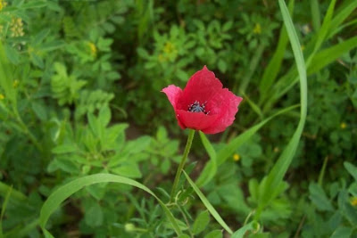 Papaver hybridum L.
