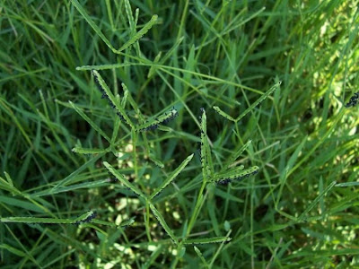 Water Finger Grass