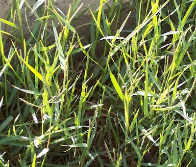 Water Finger Grass