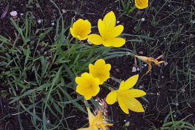 Sternbergia lutea (L.) Ker-Gawl.