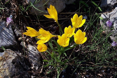 Sternbergia lutea (L.) Ker-Gawl.