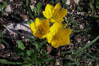 Sternbergia lutea (L.) Ker-Gawl.