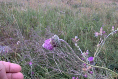 Bunte Distel Bunte Distel