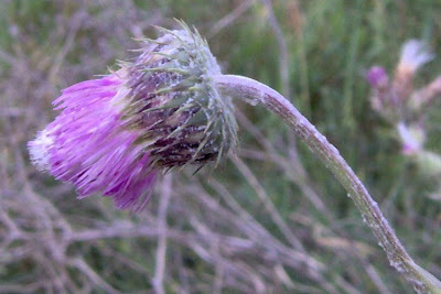 Bunte Distel Bunte Distel