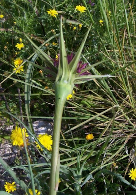 Baramonjin Baramonjin