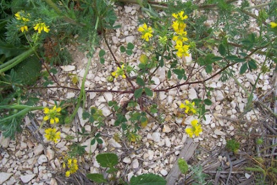 Cultivated fenugreek Cultivated fenugreek
