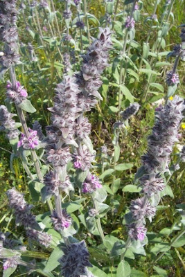 Downy Woundwort Downy Woundwort