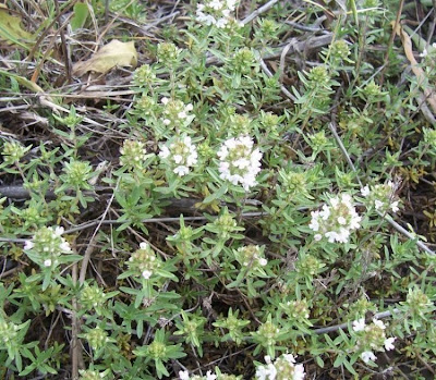 Thymus spinulosus Ten.