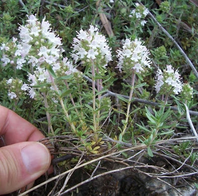 Apulian Thyme, Thymus spinulosus Apulian Thyme, Thymus spinulosus
