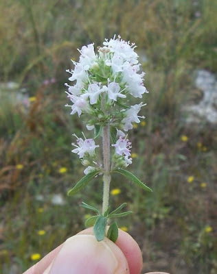 Thymus spinulosus Ten.