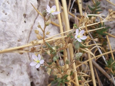 Salt sandspurry