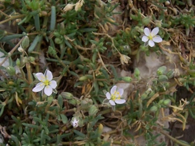 Salt sandspurry