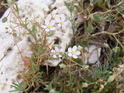 Salt sandspurry