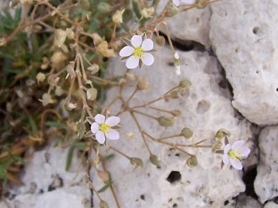 Salt sandspurry