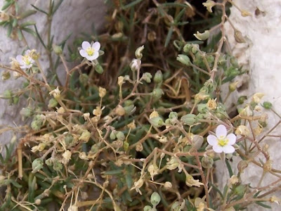 Salt sandspurry