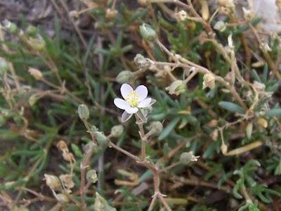 Salt sandspurry