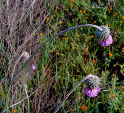 Bunte Distel Bunte Distel