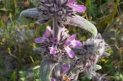Downy Woundwort Downy Woundwort