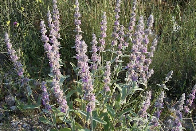 Downy Woundwort Downy Woundwort