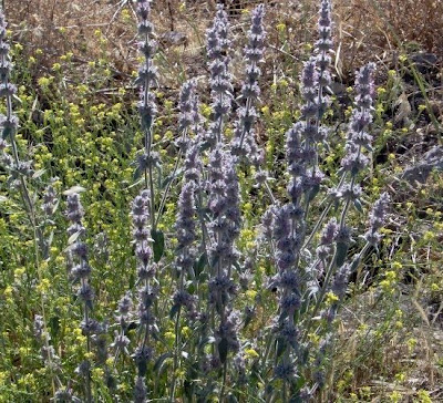 Downy Woundwort Downy Woundwort