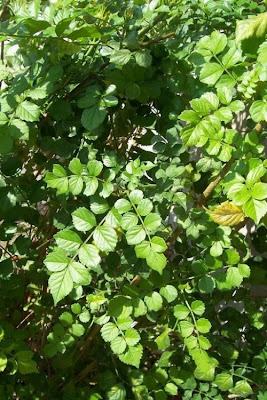 Cape-honeysuckle Cape-honeysuckle