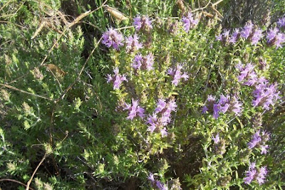 Thymus capitatus (L.) Hofmgg. et Lk.