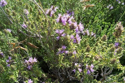 Thymus capitatus (L.) Hofmgg. et Lk.