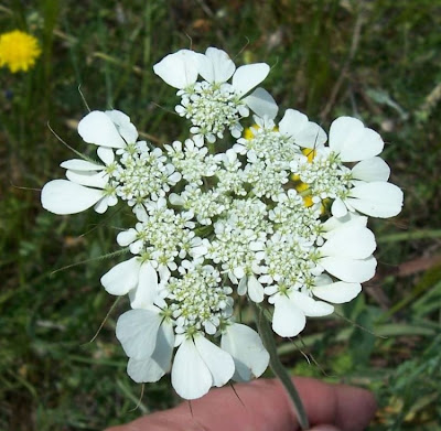 Ombrellini minori