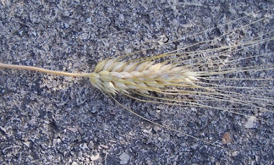 Durum wheat