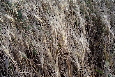 Durum wheat