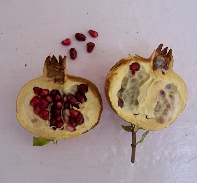 Mangrano