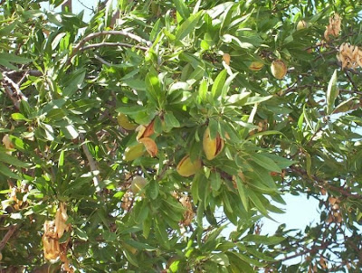 Almond Almond