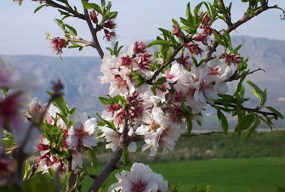 Almond Almond