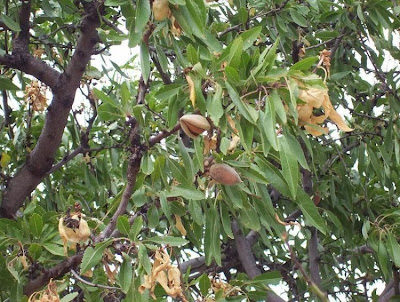 Almond Almond