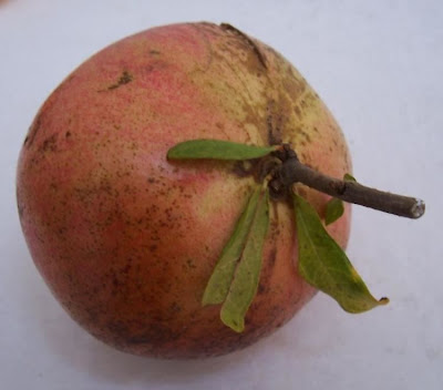 Mangrano
