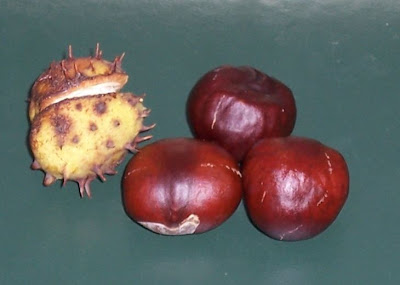 Aesculus hippocastanum,
castaño de Indias,
Common Horse Chestnut,
horse chestnut,
horse-chestnut,
Horsechestnut,
Ippocastano,
marronnier,
Roßkastanie