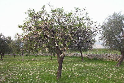 Almond Almond