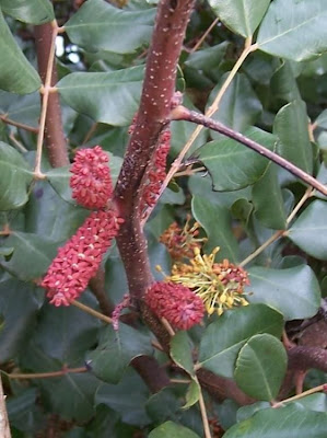 Locust Pods Locust Pods