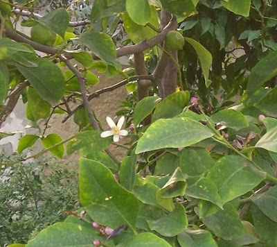 Limón Limón
