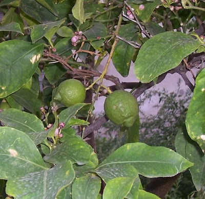 Limón Limón