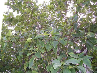 Limón Limón