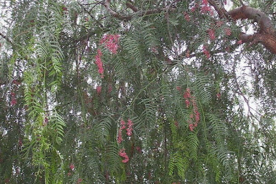 Schinus molle L.